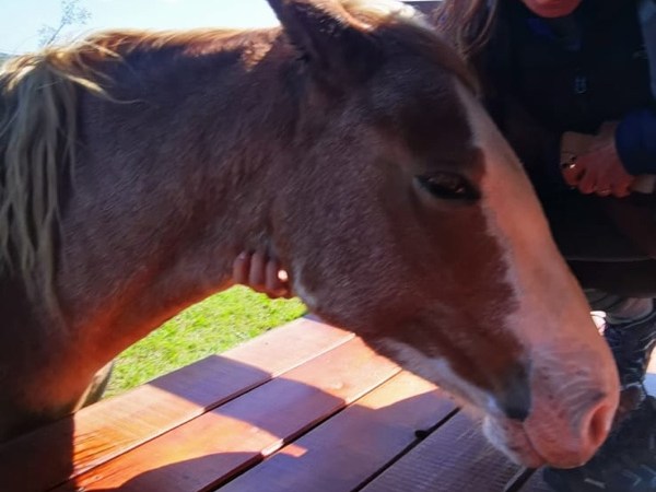 Caballos and Colonia